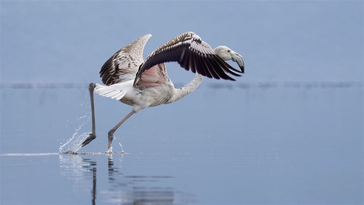 Flamingo