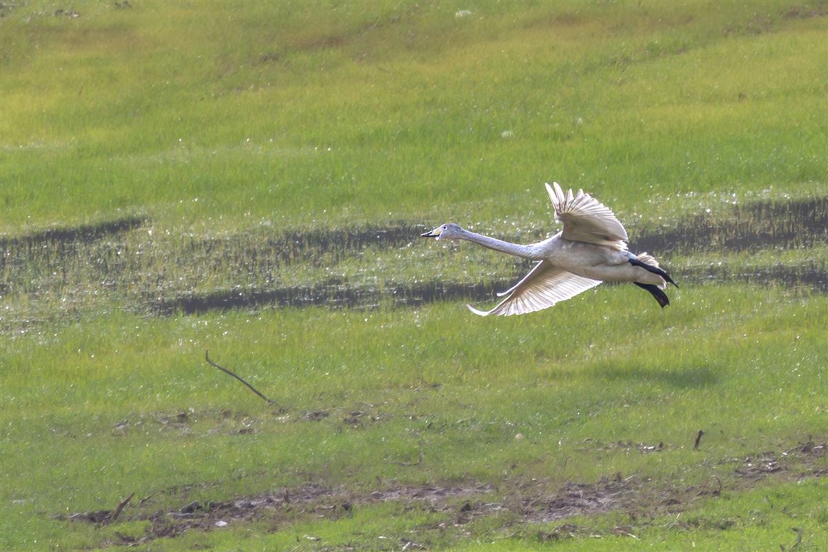 Ötücü Kuğu