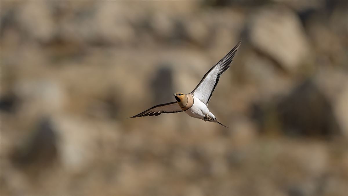 Pin-tailed Sandgrouse