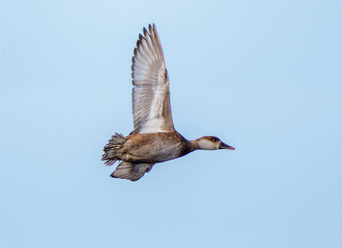 Red-crested Pochard