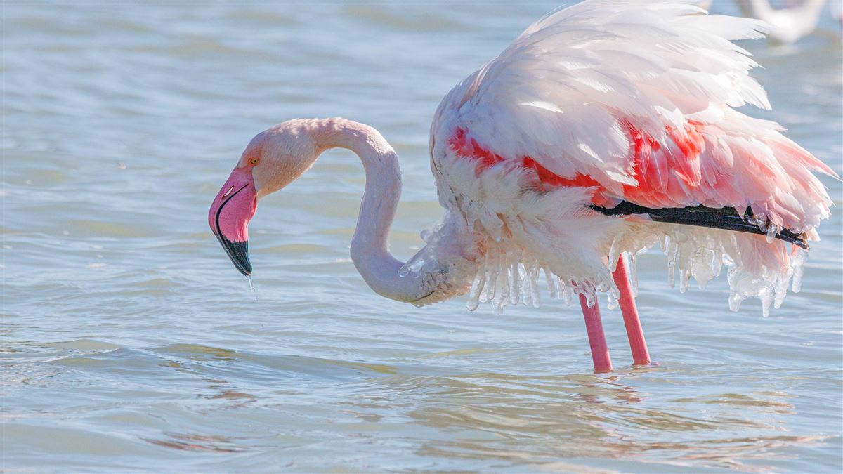 Flamingo