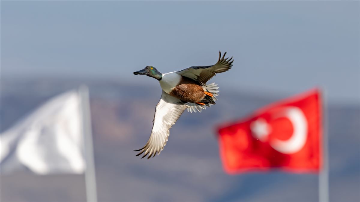 Kaşıkgaga