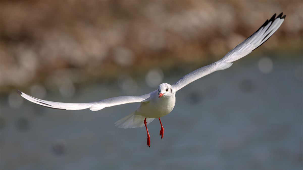 Karabaş Martı