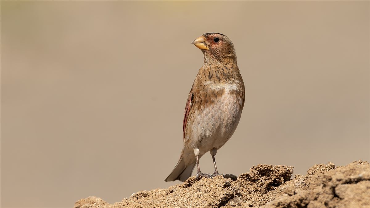 Alamecek