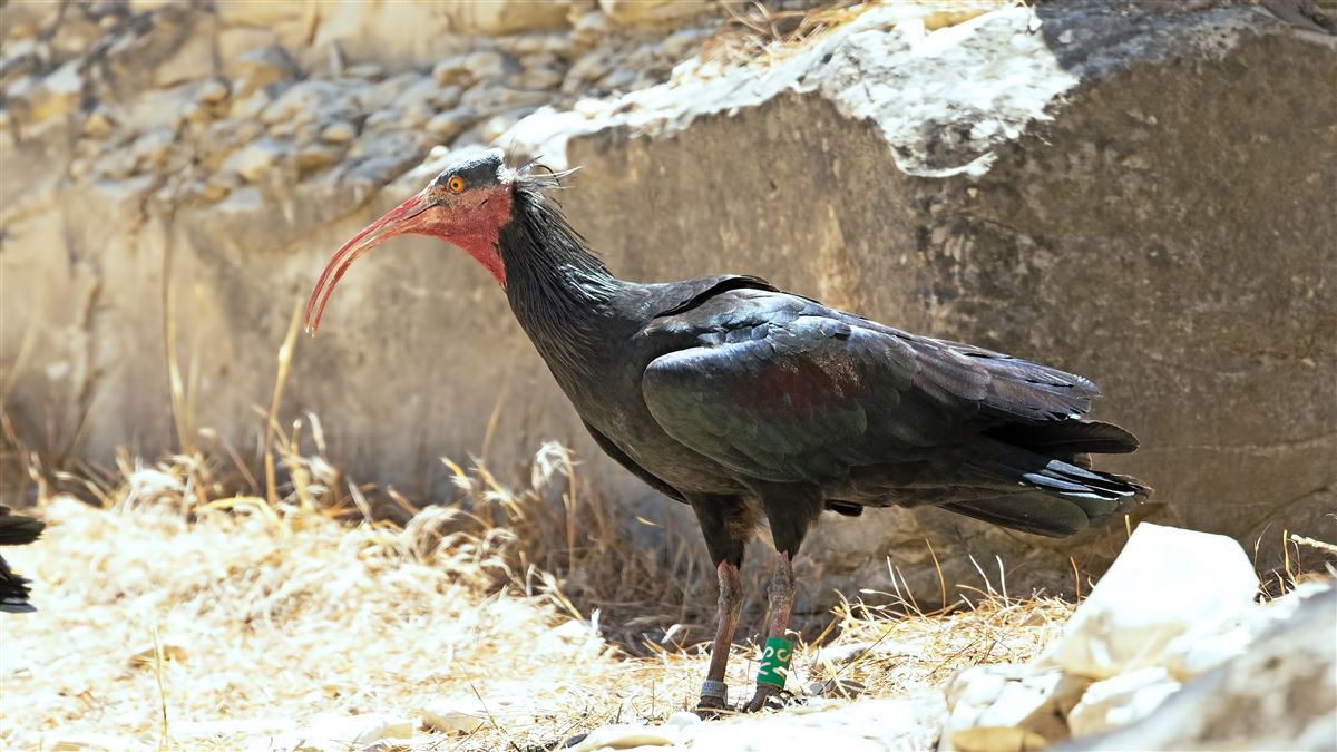 Kelaynak