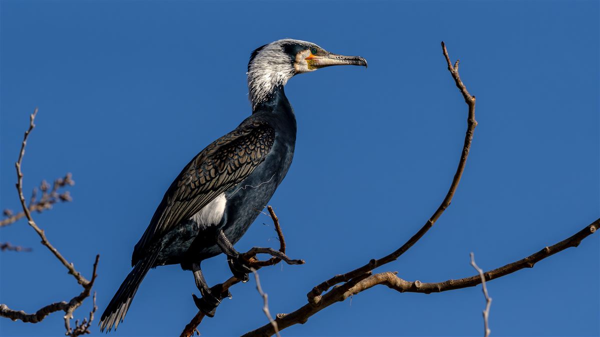 Great Cormorant