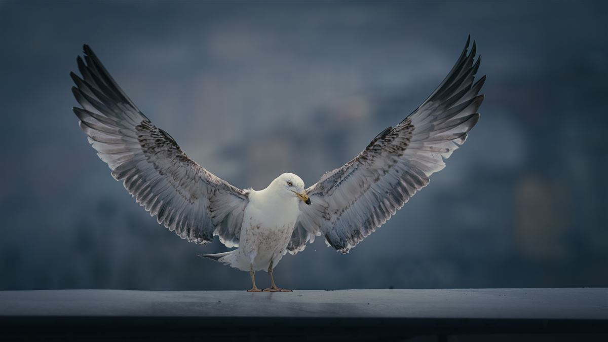 Gümüş Martı