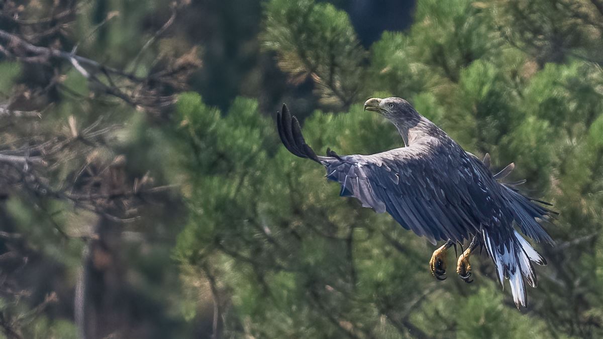 Akkuyruklu Kartal