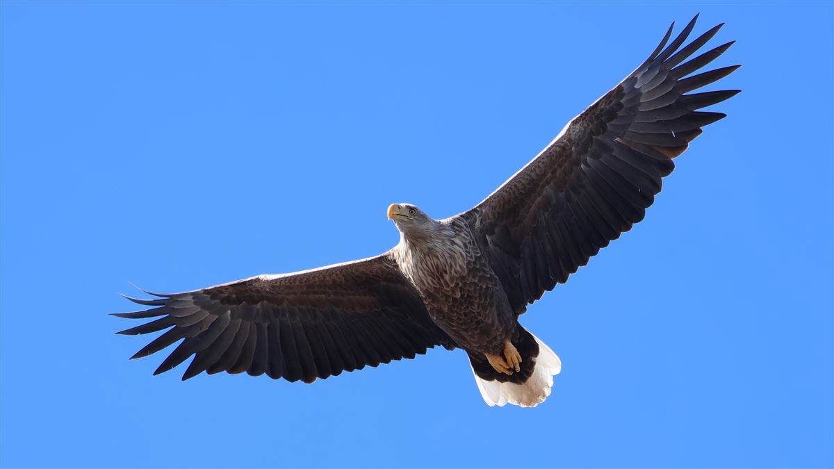 Akkuyruklu Kartal