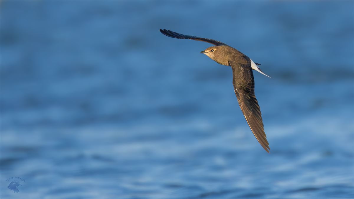 Karakanatlı Bataklıkkırlangıcı