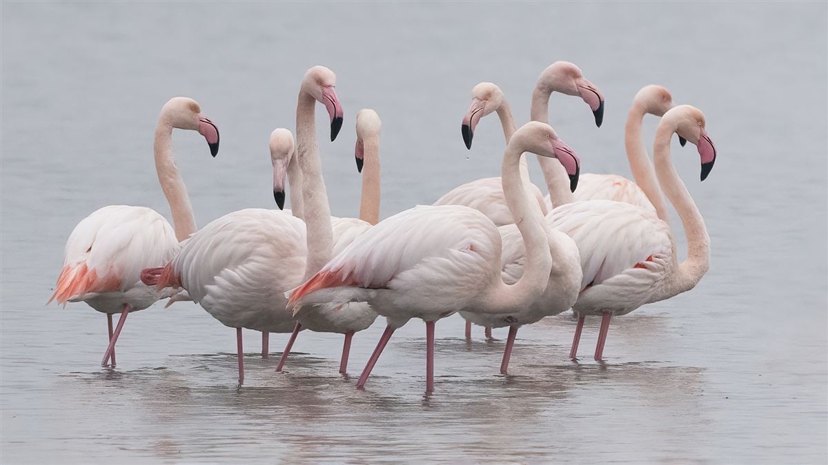 Flamingo
