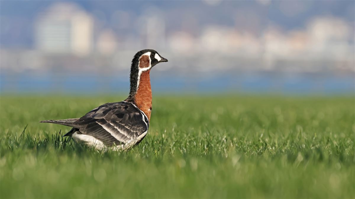 Sibirya Kazı