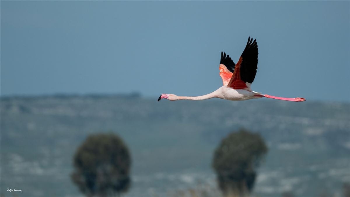 Flamingo