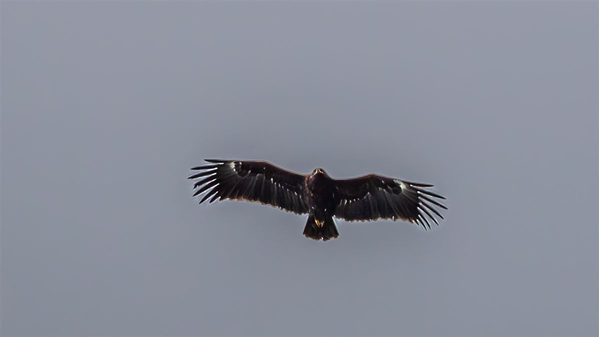 Büyük Orman Kartalı
