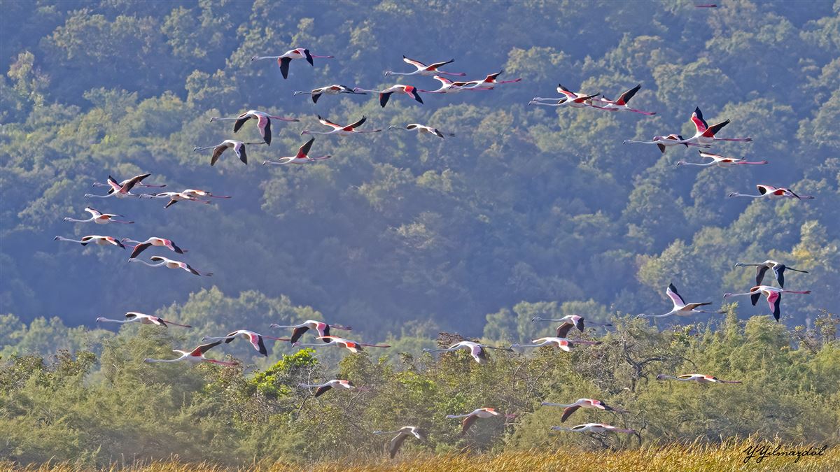 Flamingo