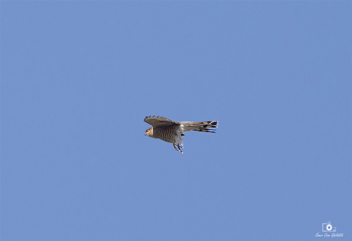 Atmaca