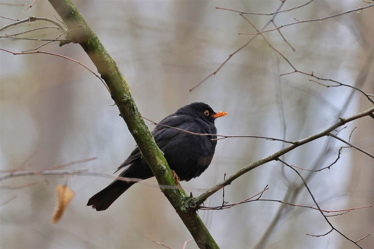 Common Blackbird