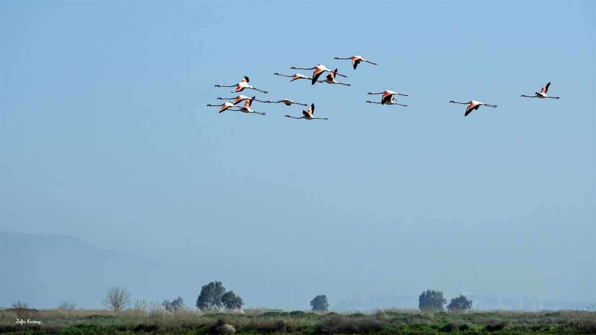 Flamingo