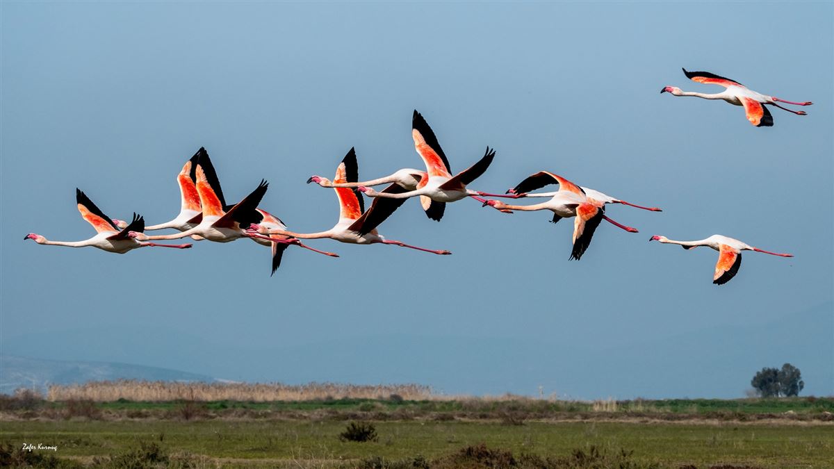 Flamingo