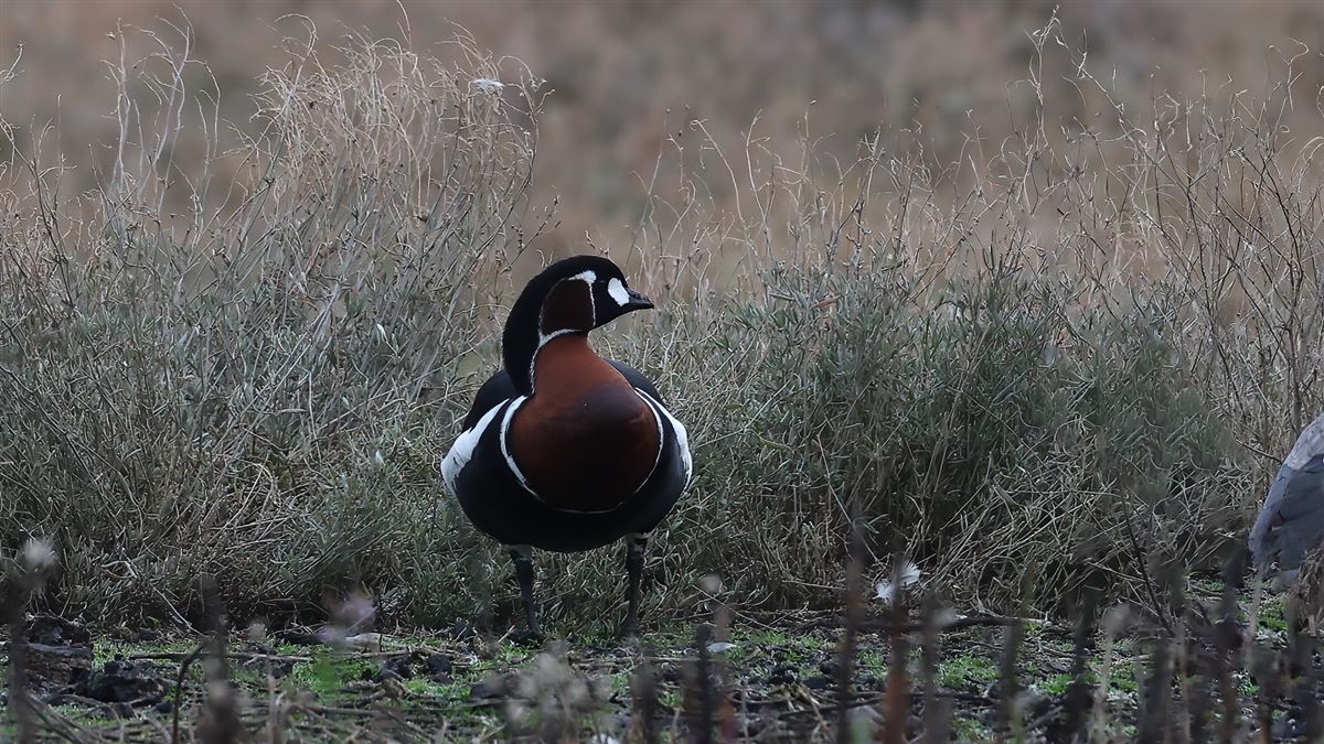 Sibirya Kazı