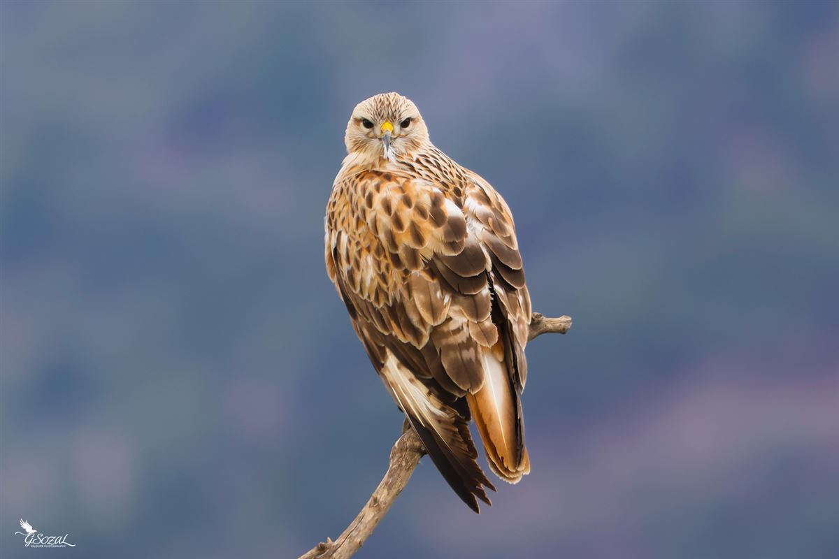 Kızıl Şahin