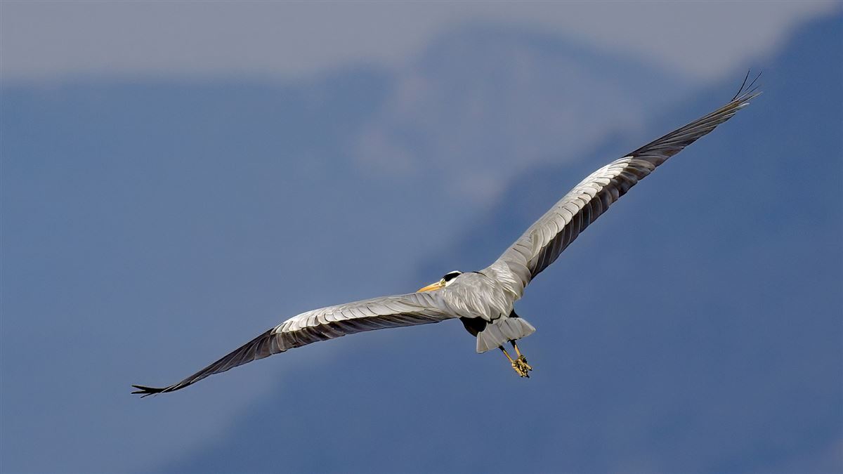 Gri Balıkçıl