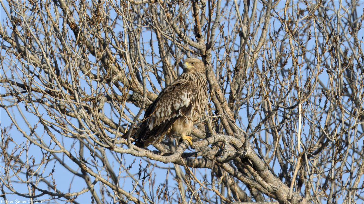 Eastern Imperial Eagle
