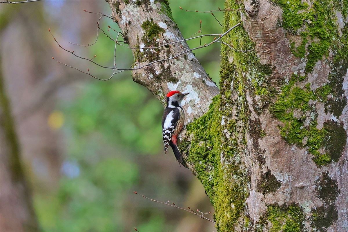 Middle Spotted Woodpecker