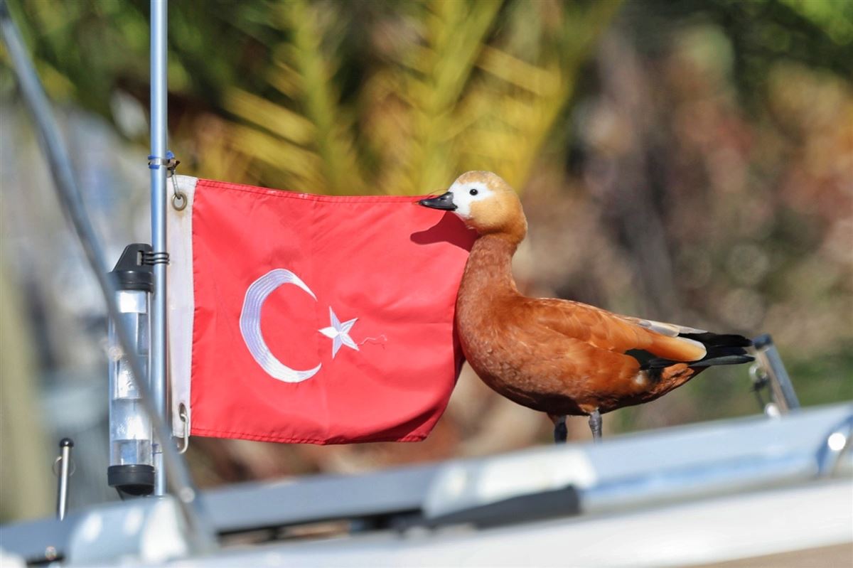 Angıt
