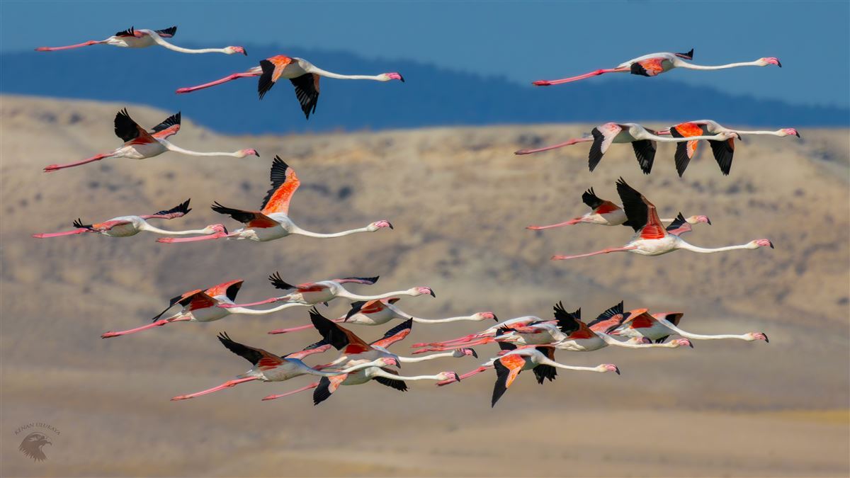 Flamingo
