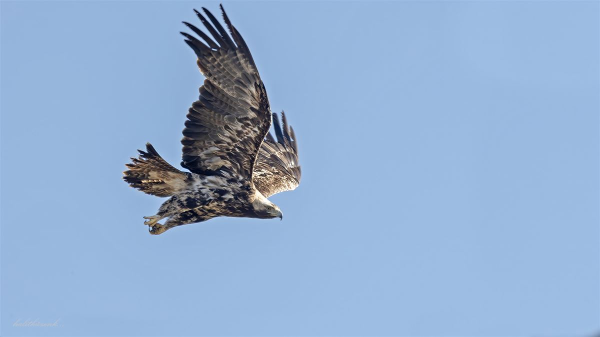 Şah Kartal