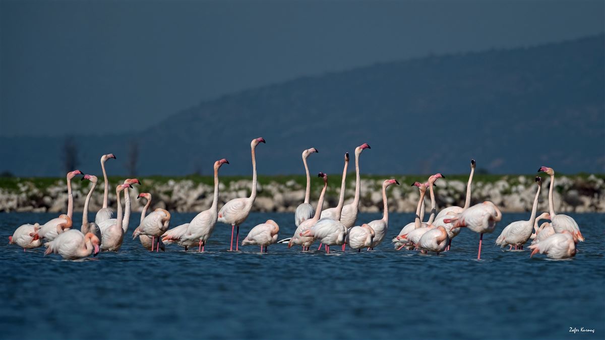 Flamingo