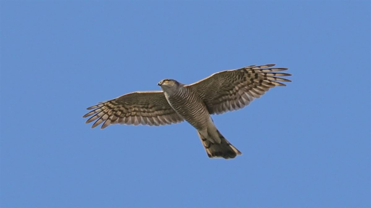 Atmaca