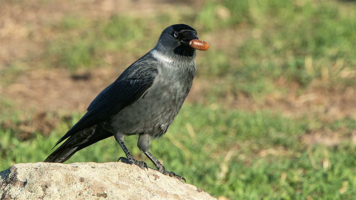 Küçük Karga