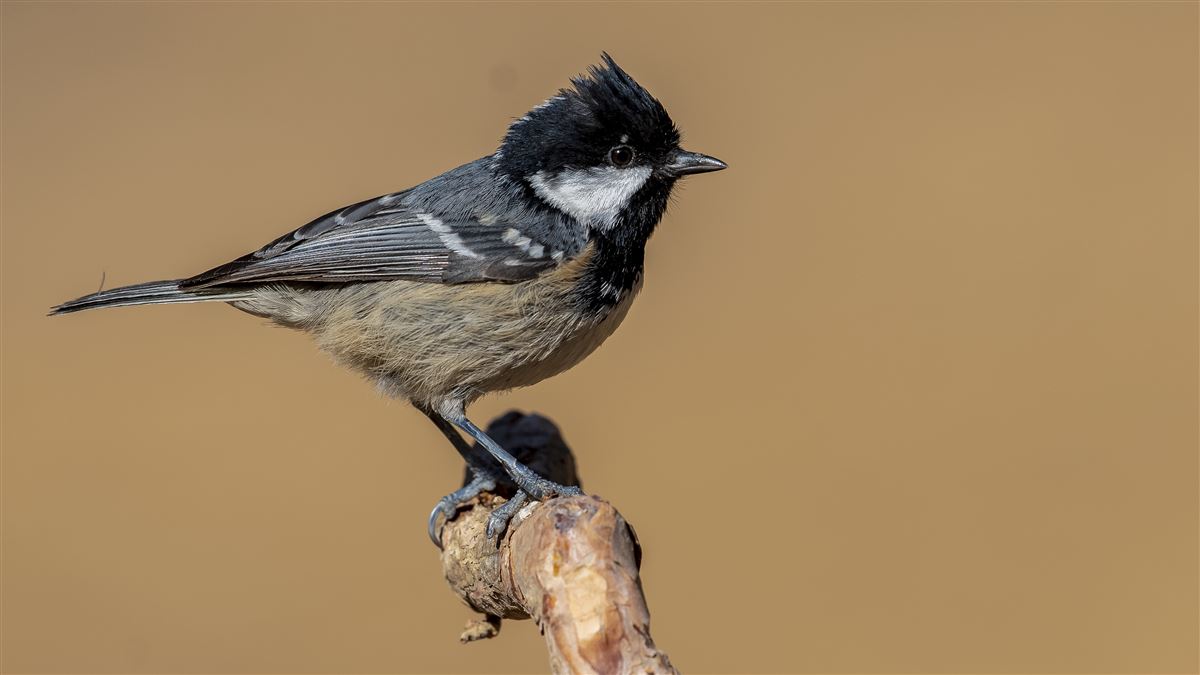 Coal Tit