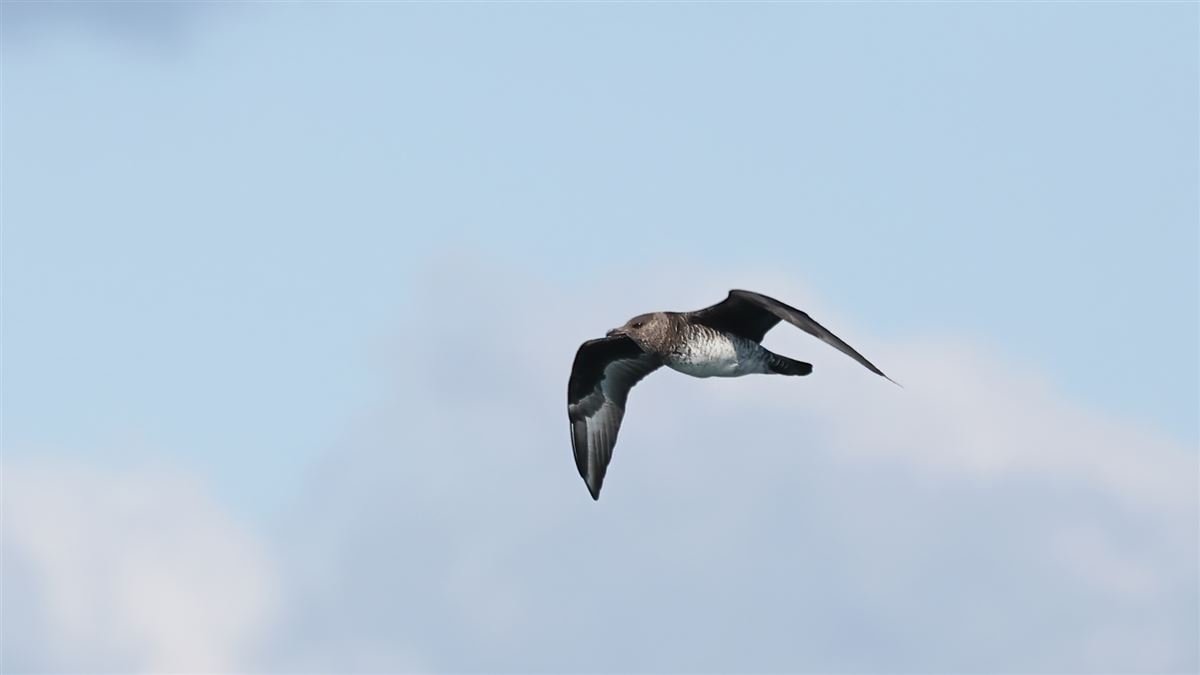 Pomarine Jaeger