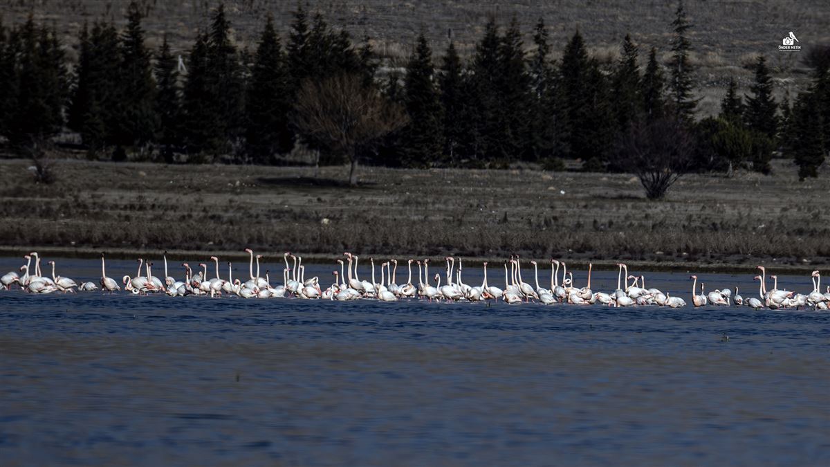 Flamingo