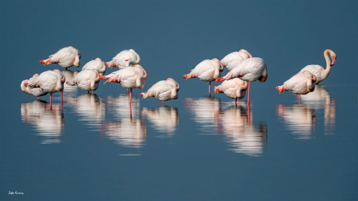 Flamingo