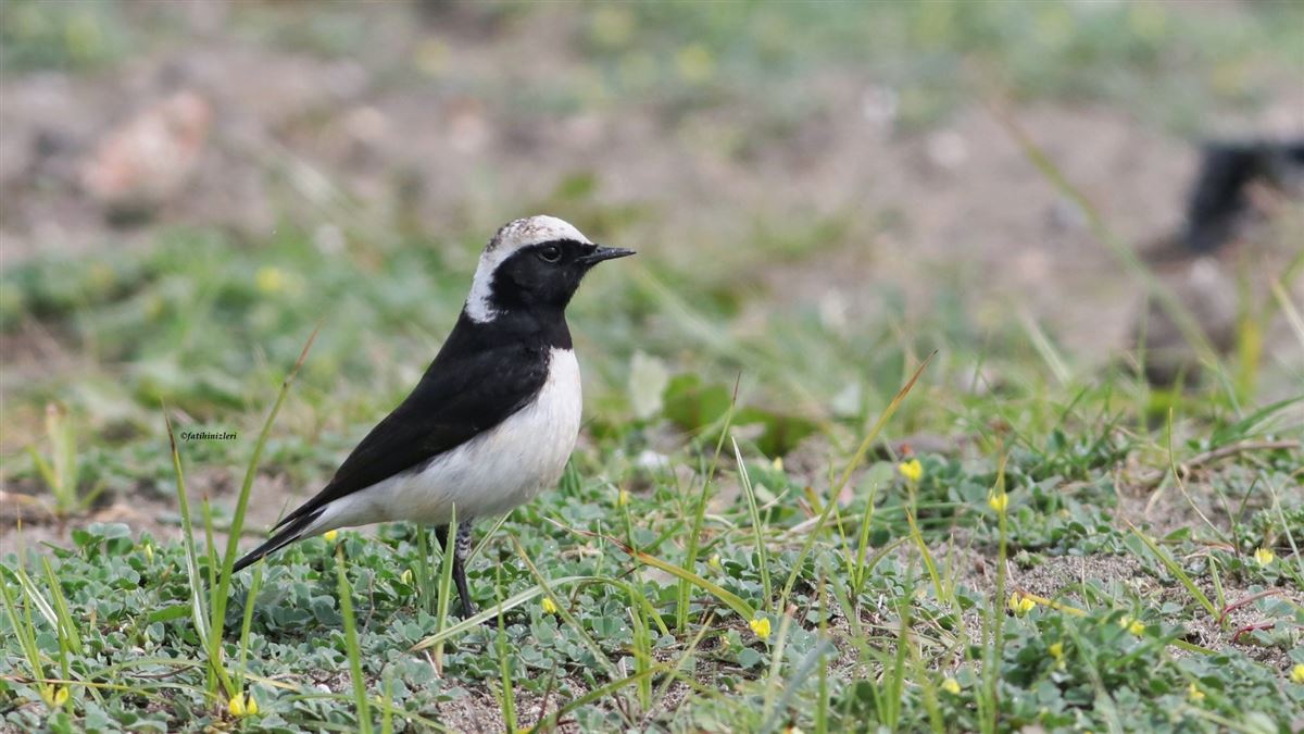 Kıbrıs Kuyrukkakanı