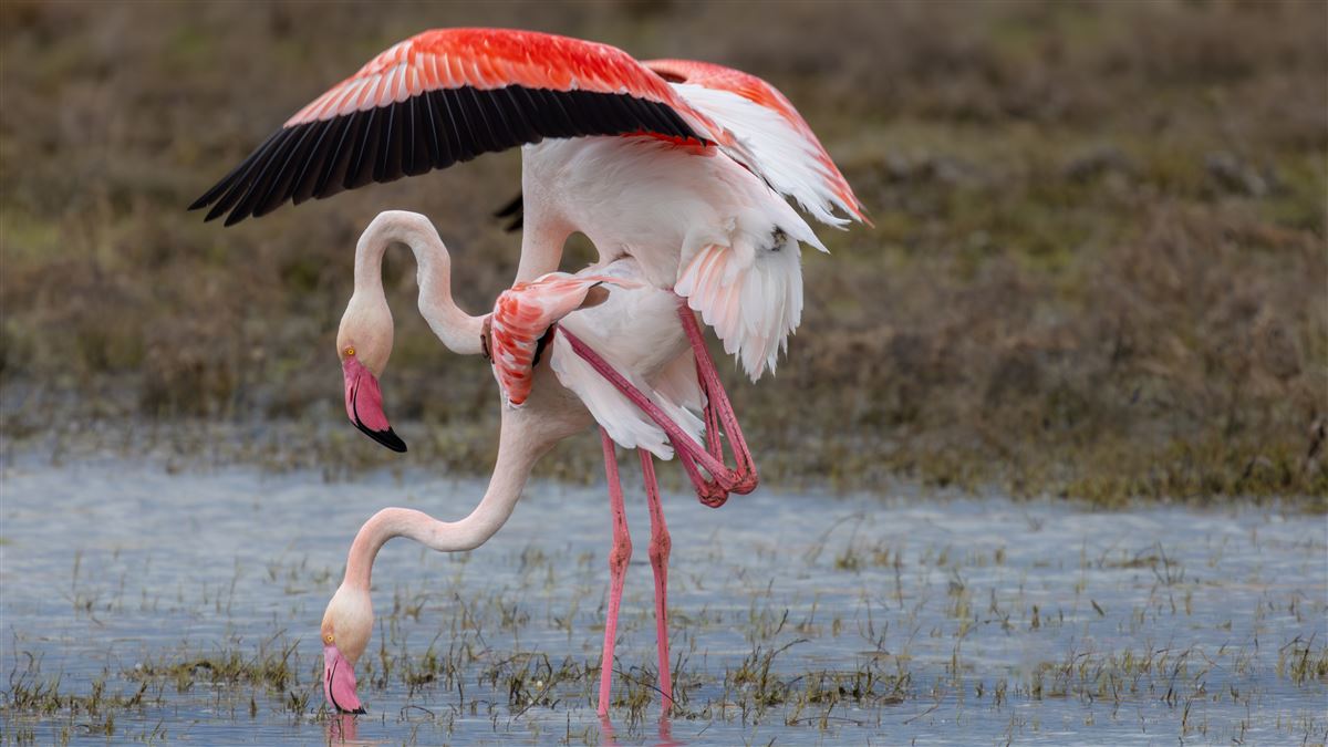 Flamingo