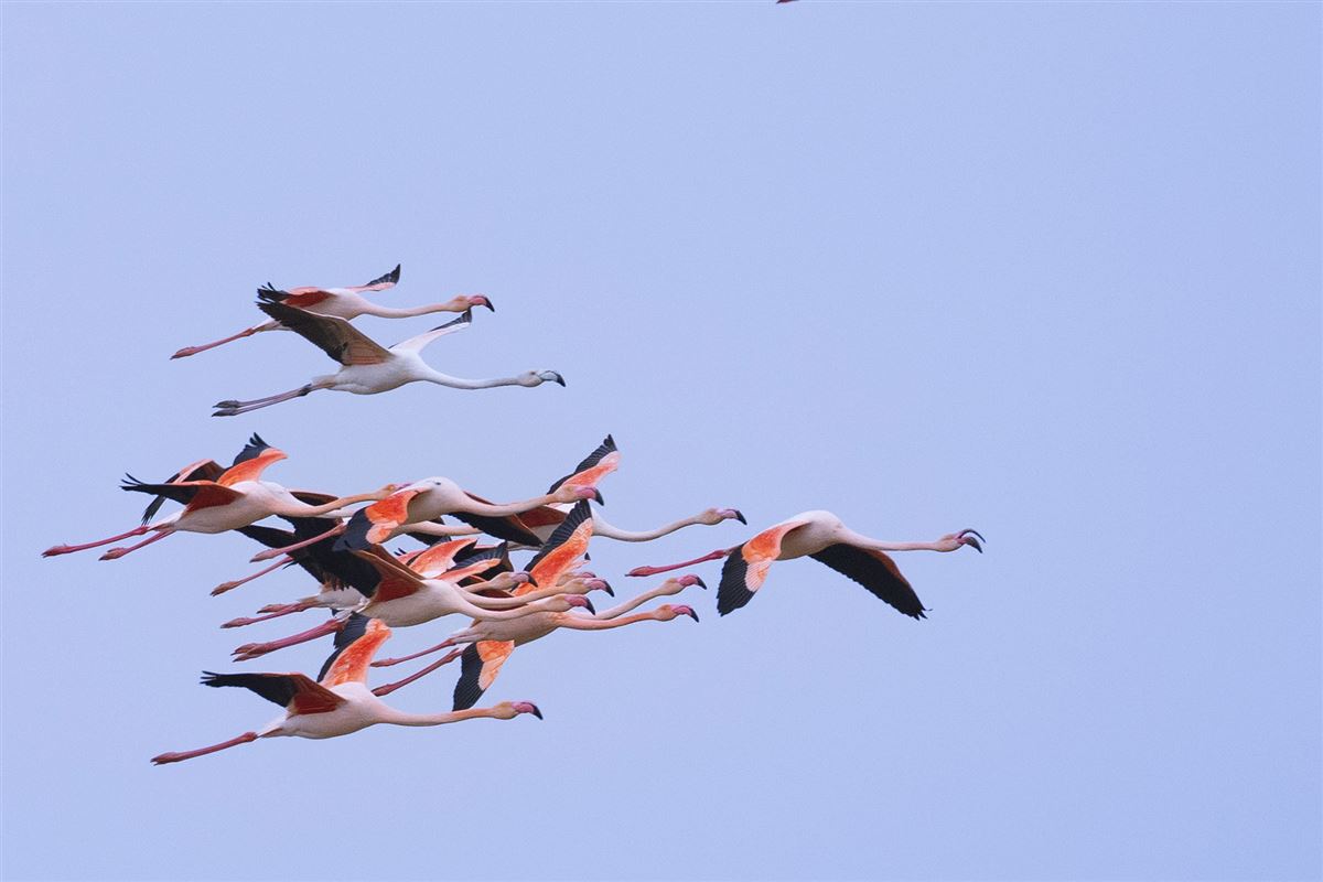 Flamingo