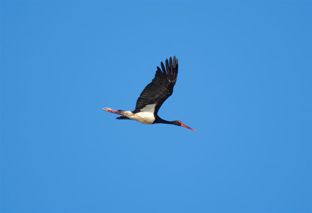 Black Stork