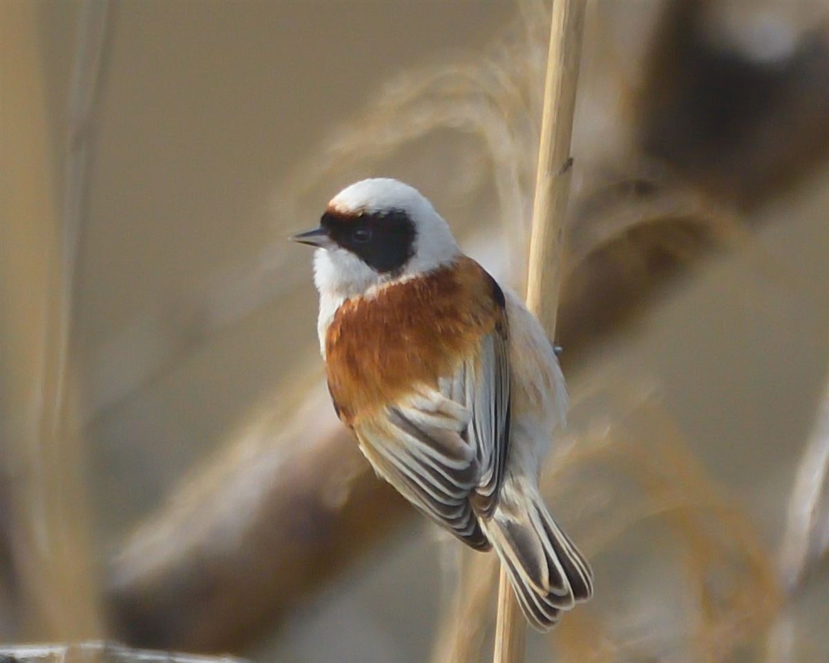 Eurasian Penduline Tit