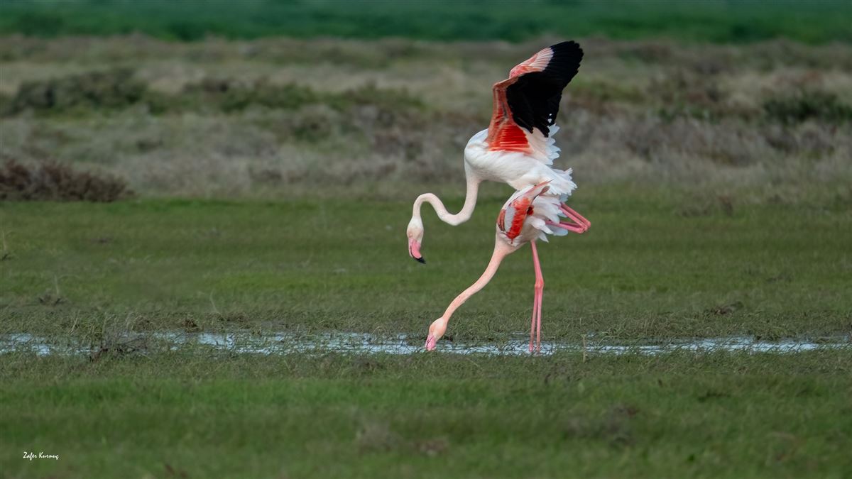 Flamingo