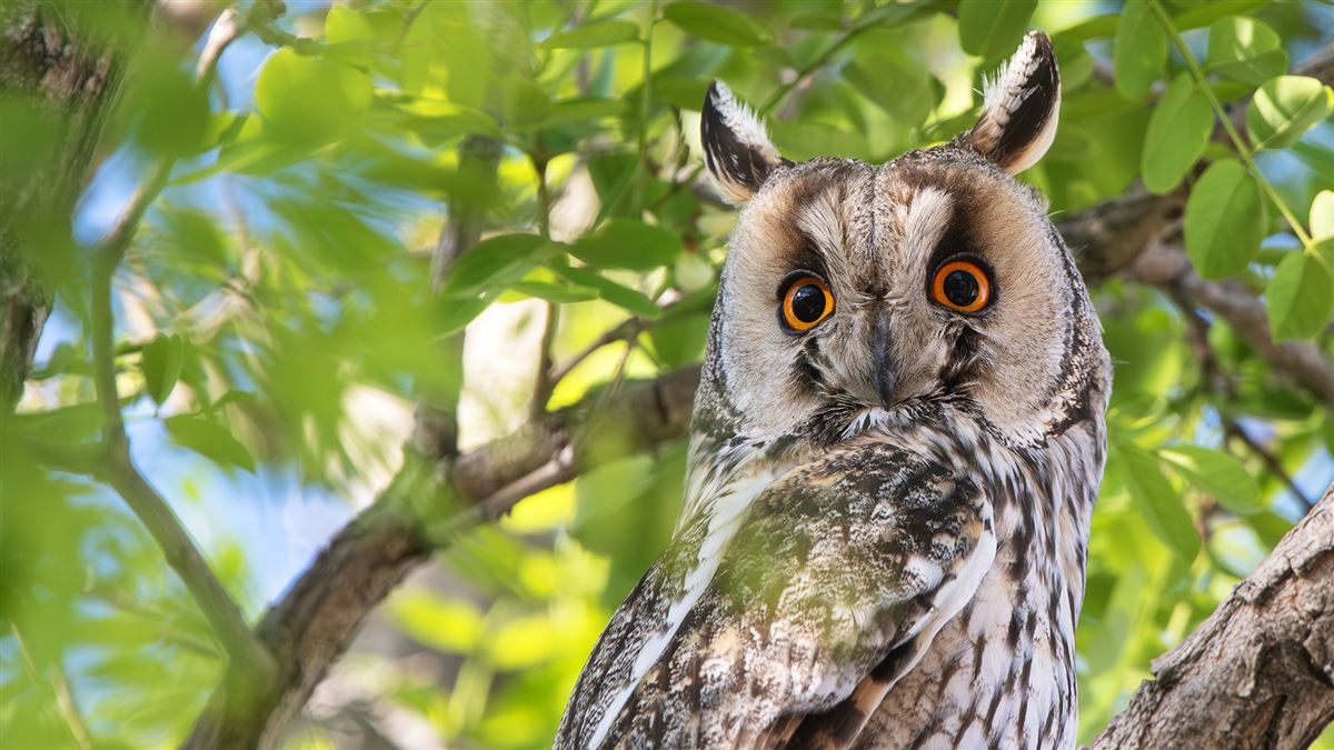 Long-eared Owl