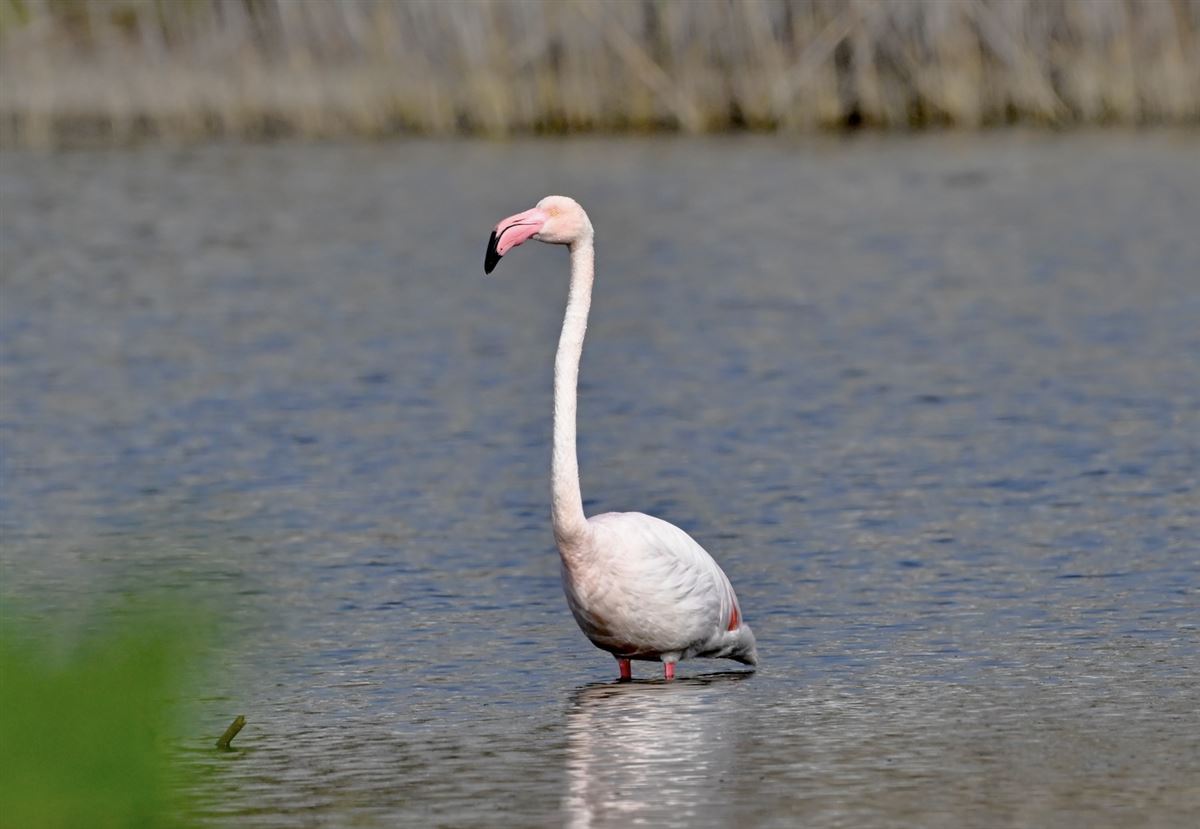 Flamingo