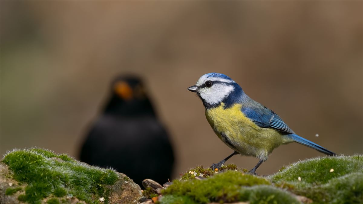 Mavi Baştankara