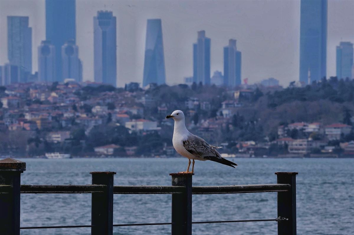 Gümüş Martı