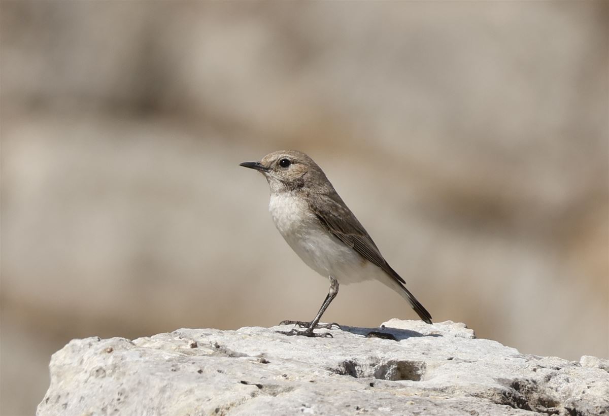Finsch`s Wheatear