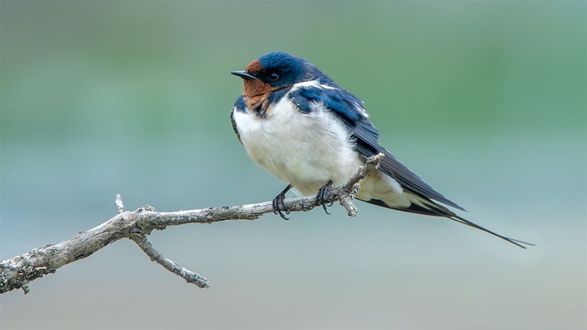 Barn Swallow